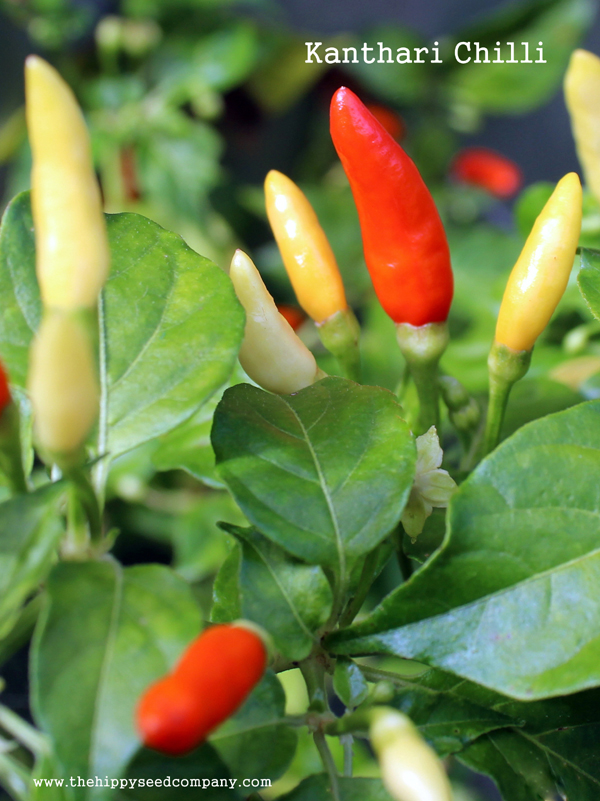 4 Types of Indian Chiles