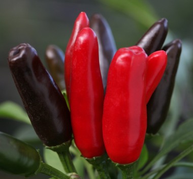 4 Types of Indian Chiles